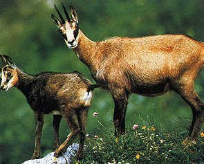 Chamois