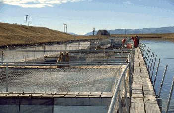 Salmon Hatchery (Don Hadden hadden@ihug.co.nz Copyright )